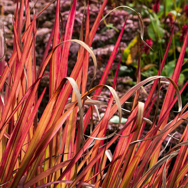 Blutgras "Imperata Red Baron"