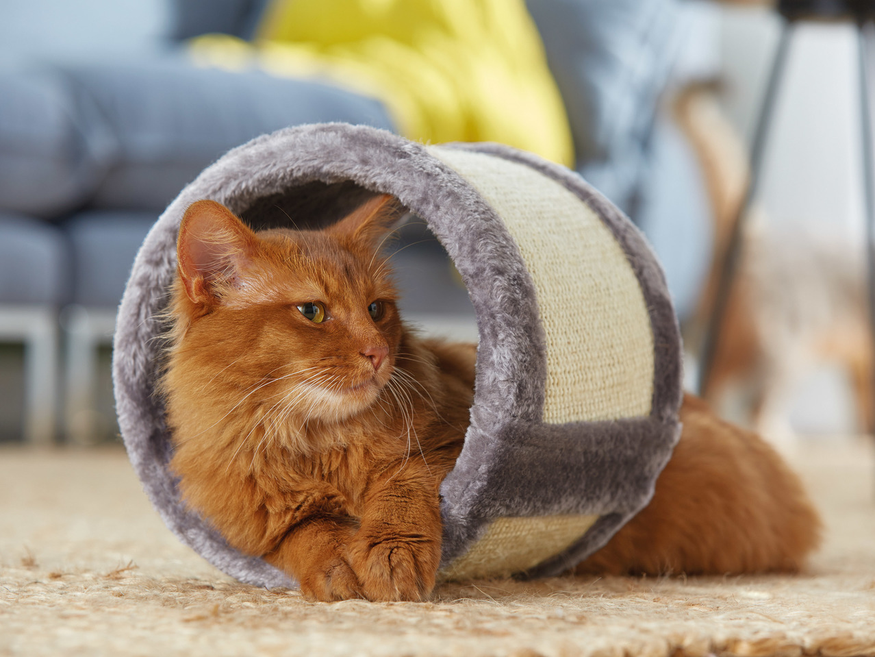 Zoofari Cat Scratching Assortment1