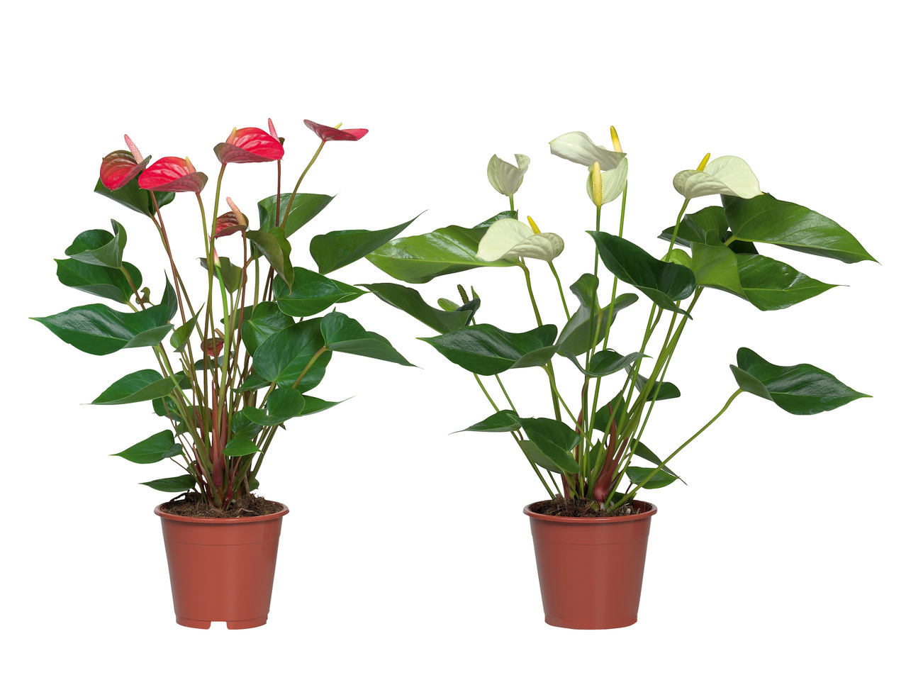 ROSENKALLA