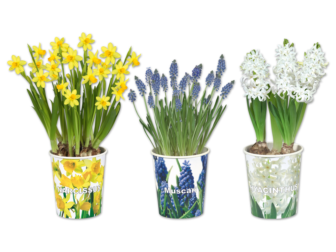 Blumenzwiebel im Pappbecher
