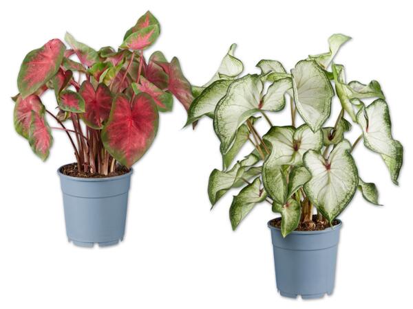 Caladium