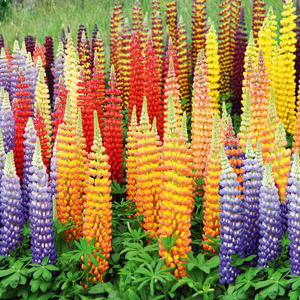 Riesen-Lupinen-Busch
