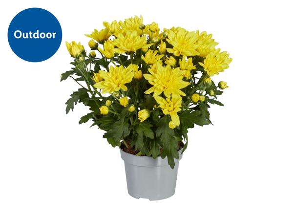 Chrysanthemum 10.5cm