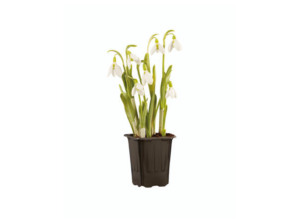 Snow Drop