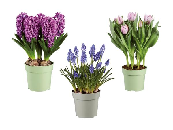Blomstrende løgplanter