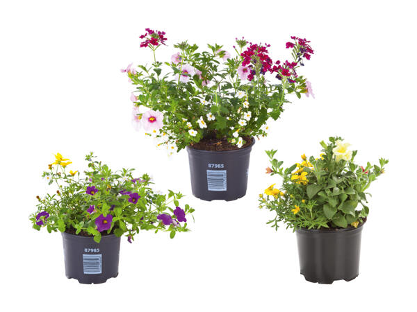 Trio de fleurs