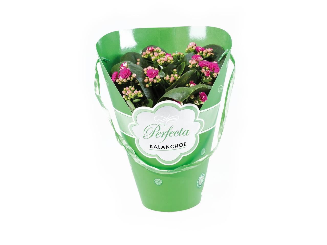 Kalanchoe em Vaso - Lidl - Portugal - Specials archive