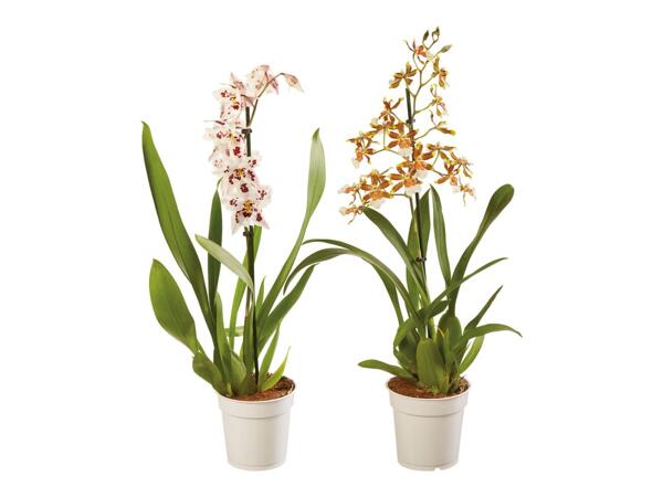 Orchid