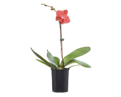 Phalaenopsis Orchid