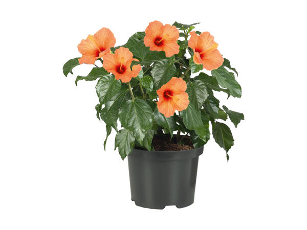 Buisson d'hibiscus