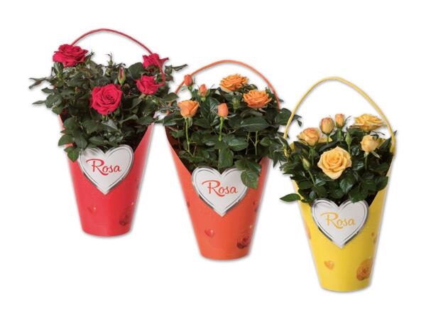 Topfrose in Henkeltasche