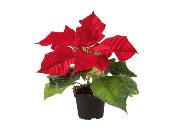 Mini Poinsettia
