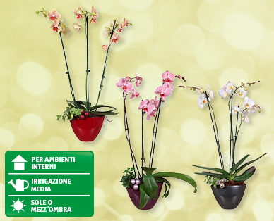 Orchidea