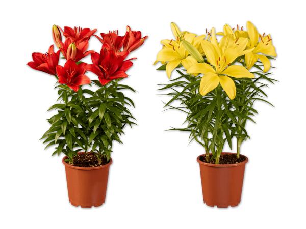 Asiatische Lilien
