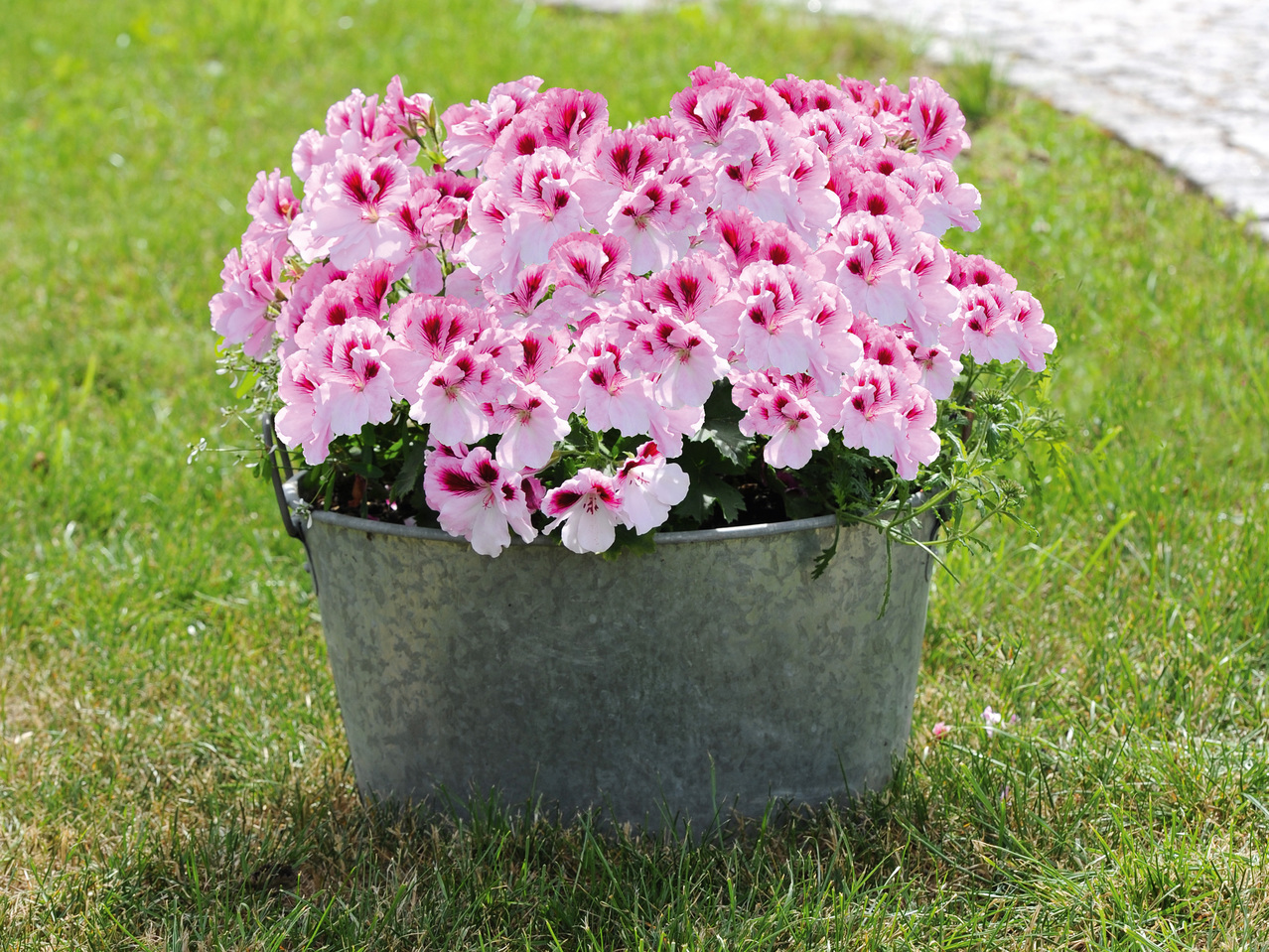 Pelargonium grandiflorum