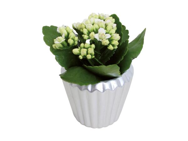 Kalanchoe in Ceramic Pot