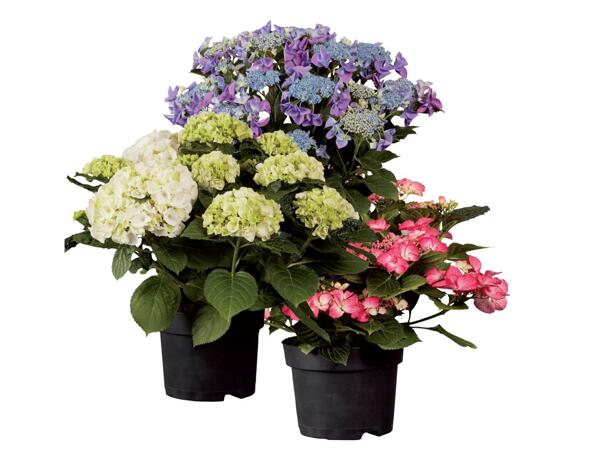 Hydrangeas