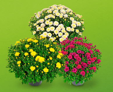 Chrysanthemen-Busch