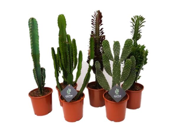 Cactus "Desert Stars"