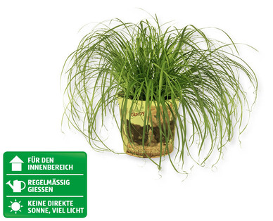 GARDENLINE(R) Katzengras