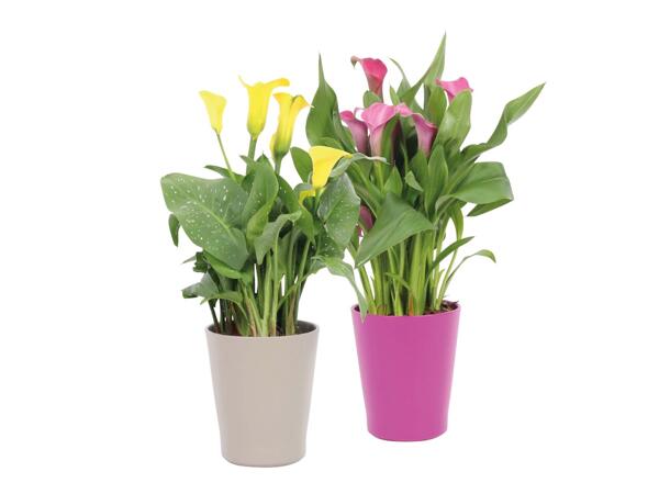 Easter Calla Lily in Round Pot