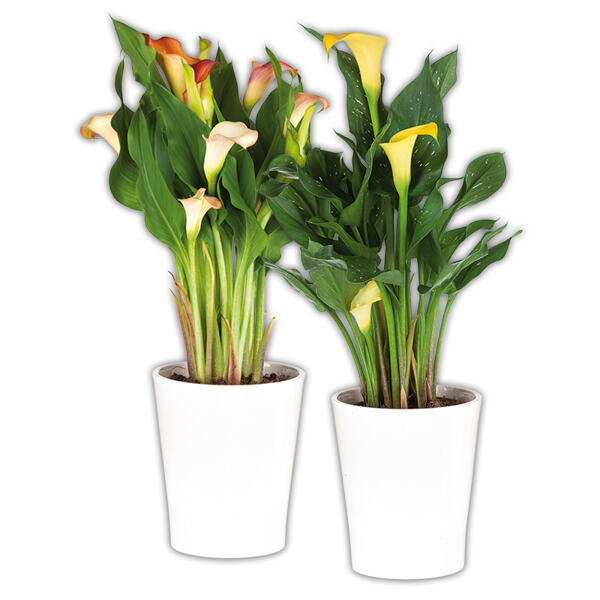Calla "Zantedeschia"