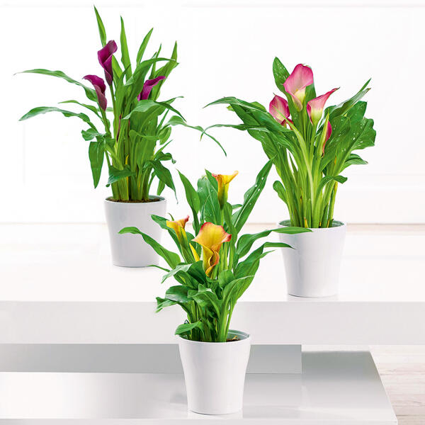 Calla "Zantedeschia"