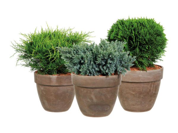 Conifer Mix