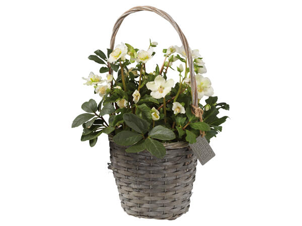 Christrose im Henkelkorb