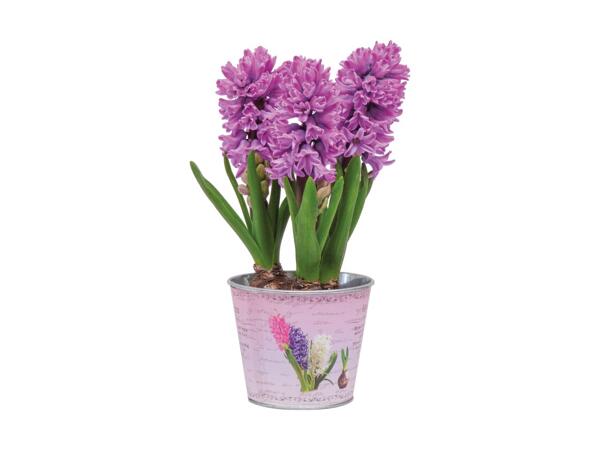 Blomstrende løgplanter i zinkskjuler