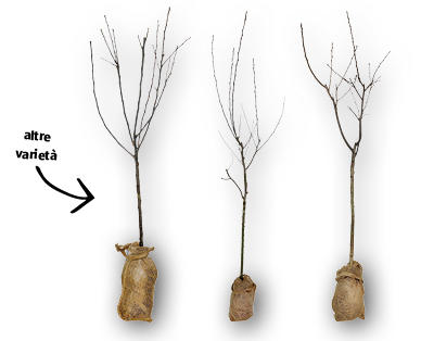 Albero da frutto