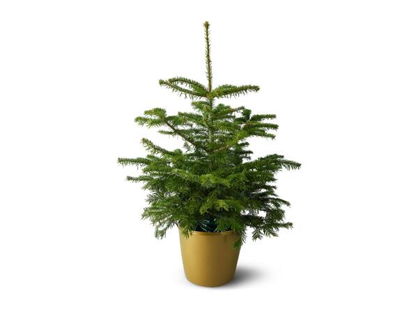 Pot Grown Christmas Tree