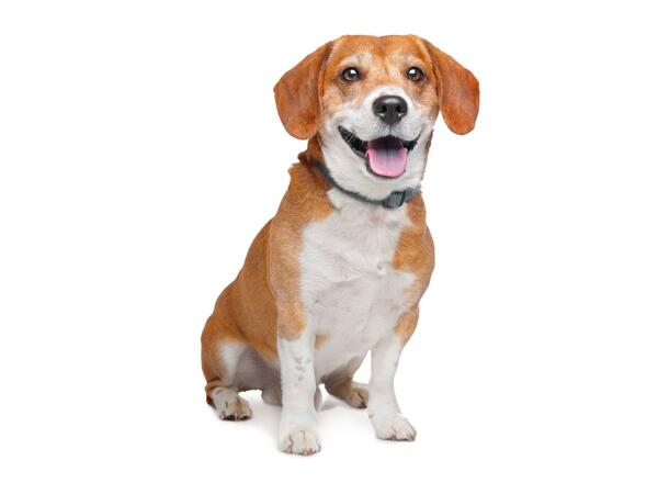 Zoofari Dog Harness