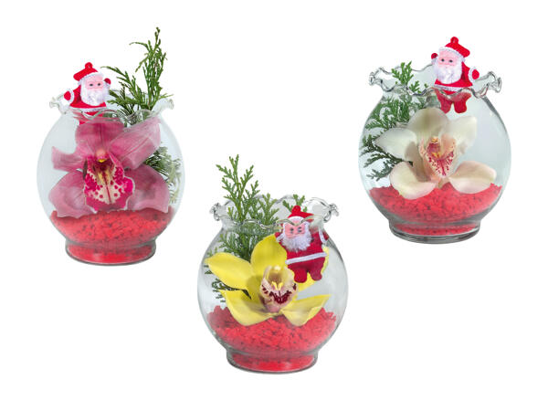 Orchideen im Wellenrandglas mit Weihnachtsmannstecker
