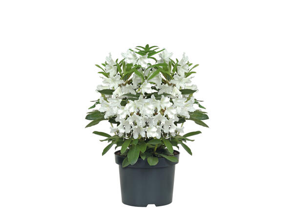 Rhododendron