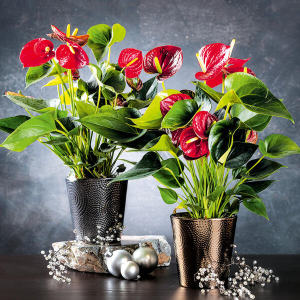 Flamingoblume Anthurium "Royal Red"