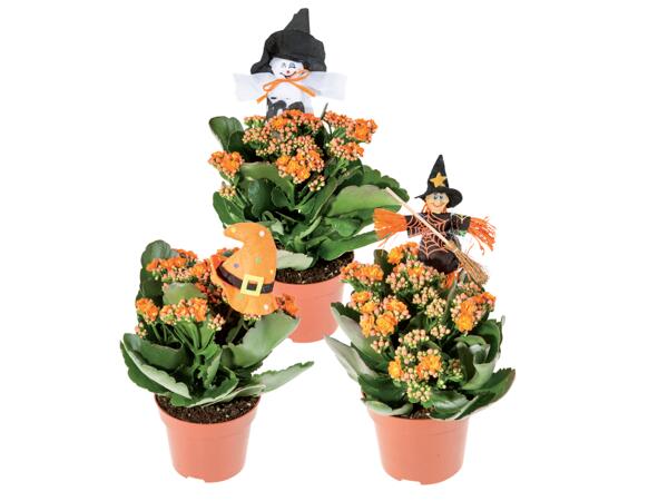 Kalanchoe Calandiva in Halloween Pot
