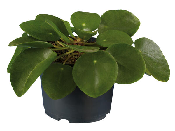Pilea „Pancake"
