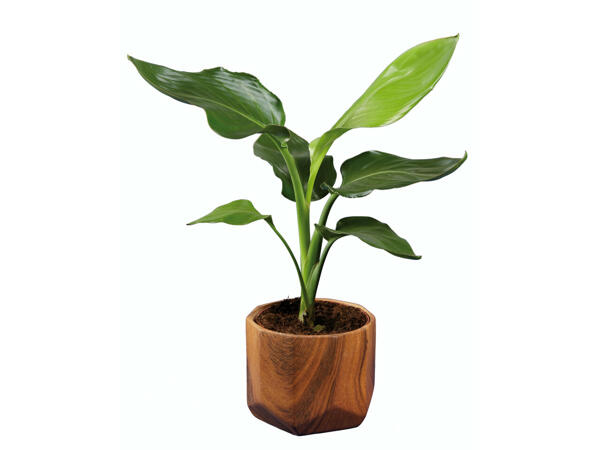 Plantes vertes avec pots en céramique effet bois