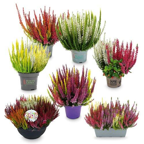 Calluna Mosaica Schale