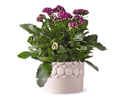 Easter Kalanchoe Assorted Colors