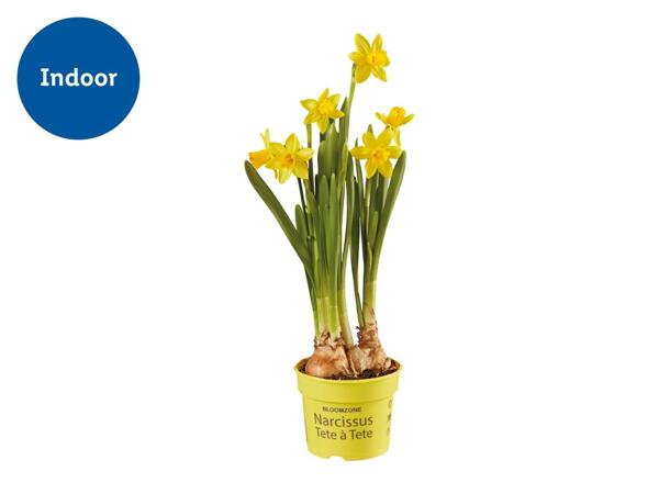 Potted Daffodils