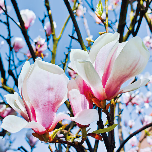 Magnolie XXL