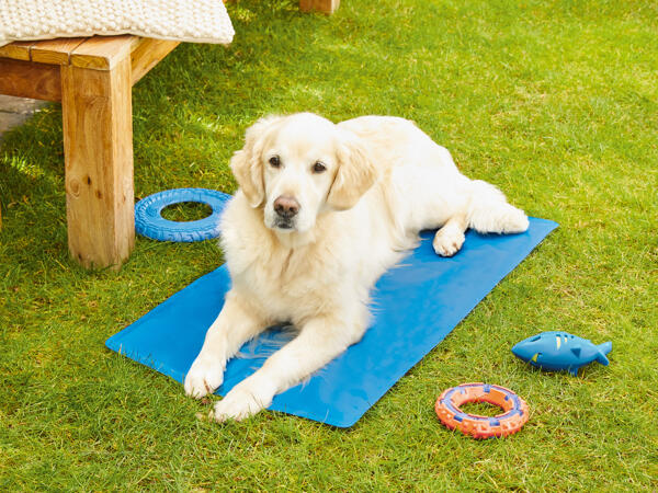 Tapis rafraîchissant