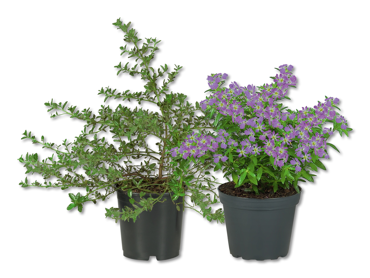 Plantes à floraison précoce