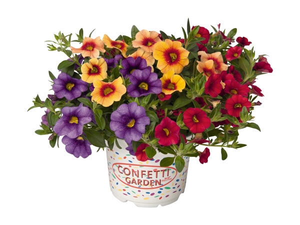 Petunia Calibrachoa trio