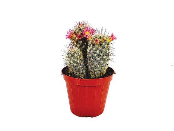 Cactus Mix