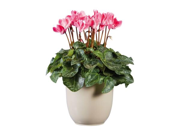 British Cyclamen