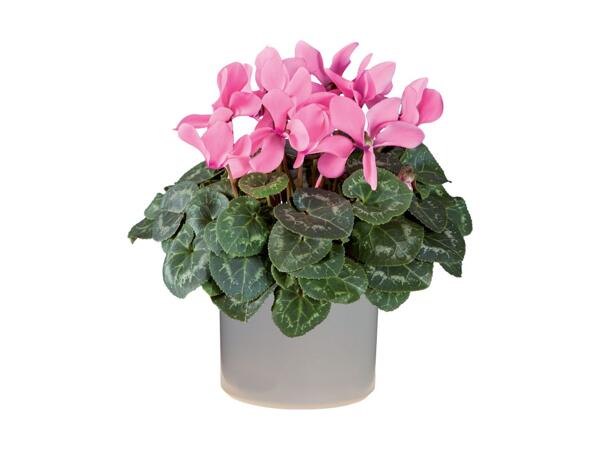 Cyclamen/​Azalea in Pot