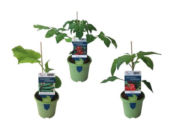Peber-, agurk eller tomatplante